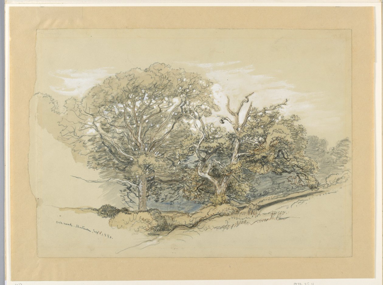 Dibujo, Oak Wood, Montauk, Nueva York, 8 de septiembre de 1880 de Samuel Colman