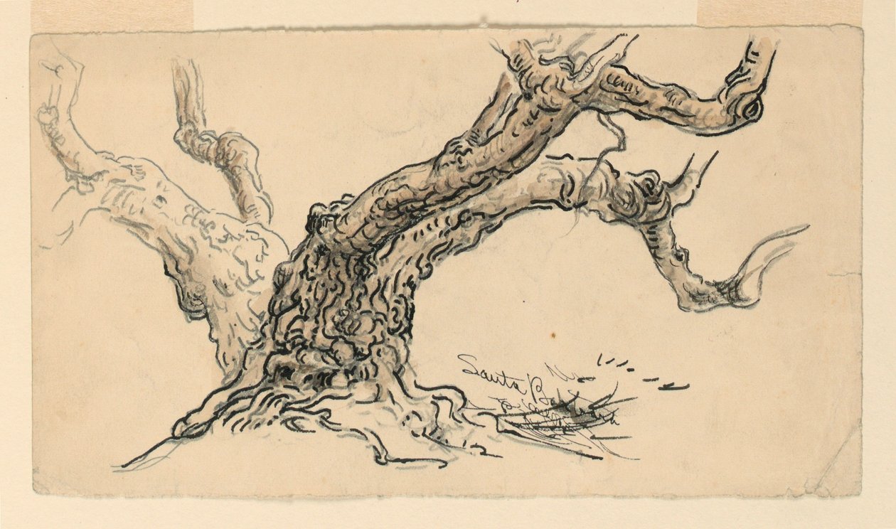 Dibujo, Bocetos. Sicomoros, Santa Barbara, California, ca. 1888 de Samuel Colman