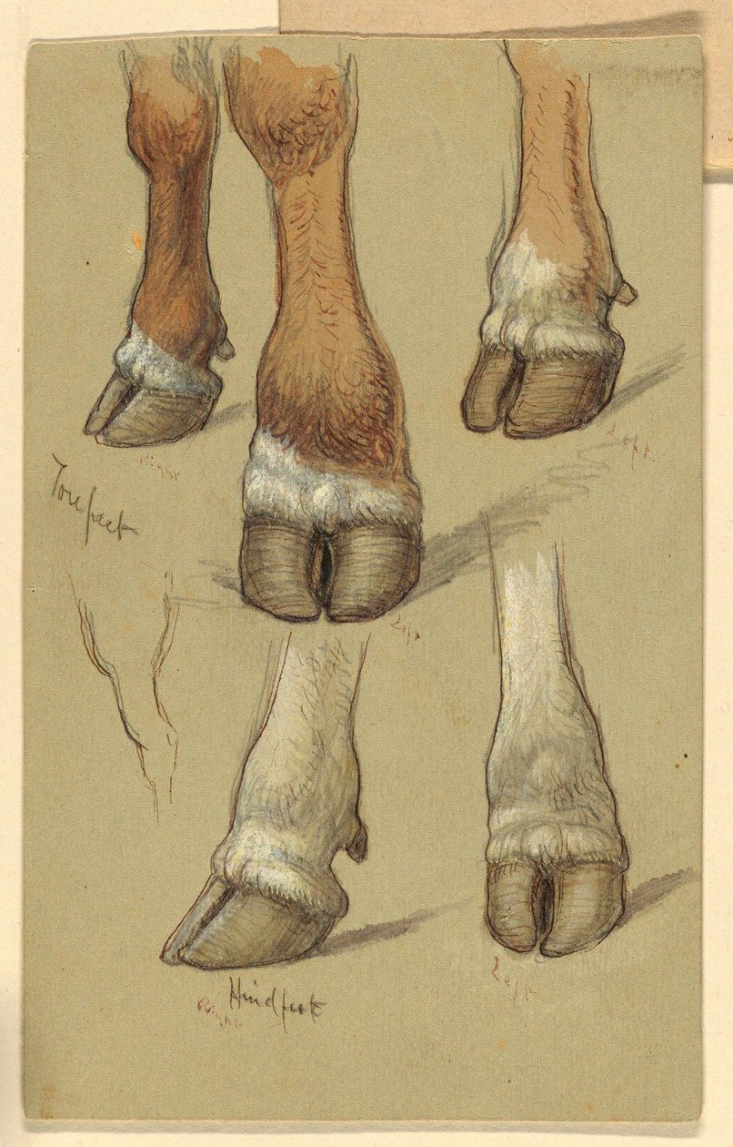 Dibujo, Estudios sobre el ganado, 1871 de Samuel Colman