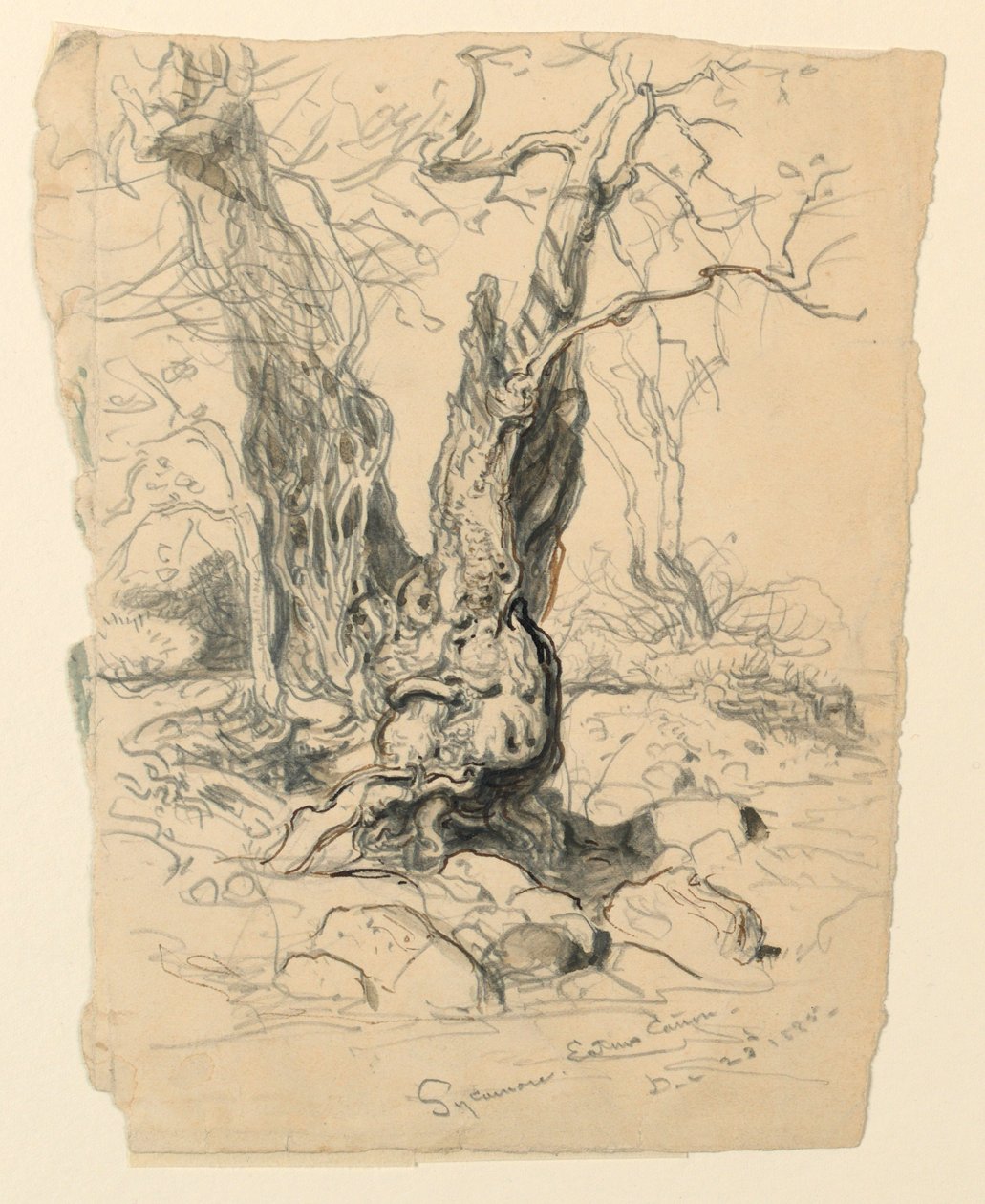 Dibujo, Estudios. Árboles, 23 de diciembre de 1885 de Samuel Colman