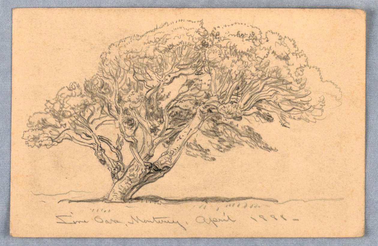 Dibujo, Estudios. Árboles, Santa Bárbara, California, 1888 de Samuel Colman