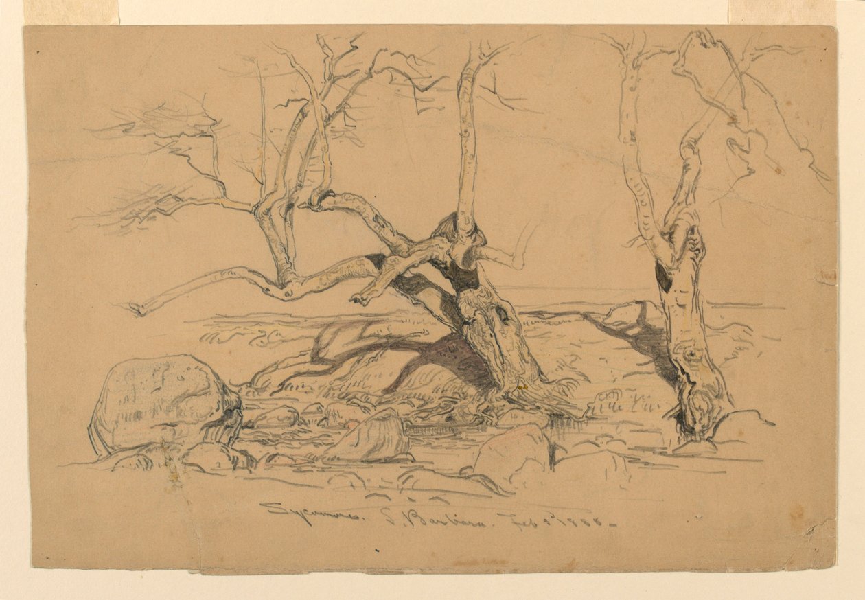 Dibujo, Estudios. Árboles, Santa Bárbara, California, 3 de febrero de 1888 de Samuel Colman