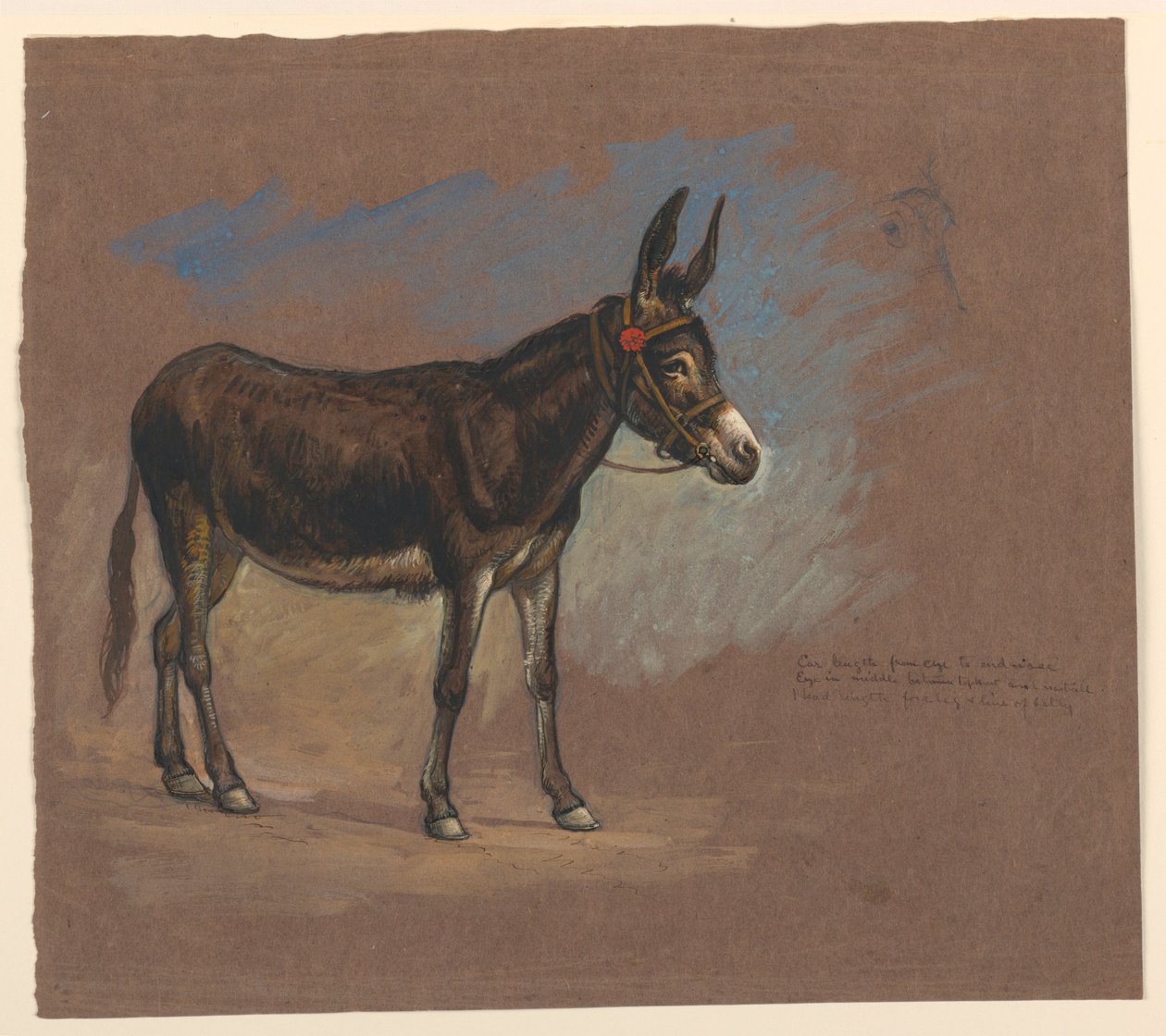 Dibujo, Estudio. Una mula, 1872-75 de Samuel Colman