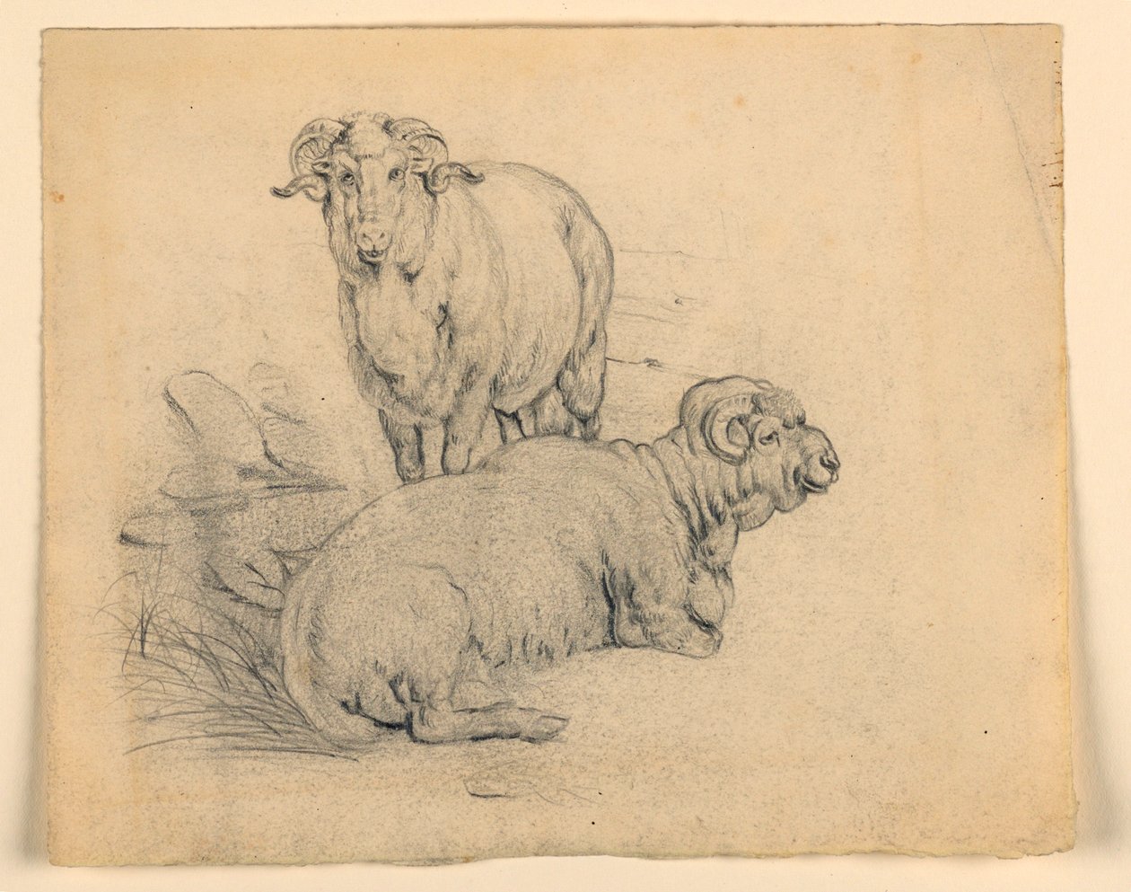 Dibujo, Estudio. Dos carneros, ca. 1850 de Samuel Colman