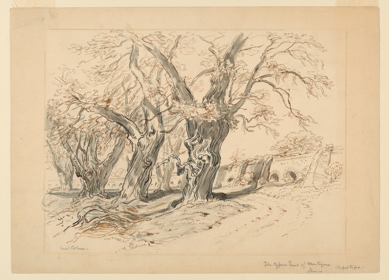 Dibujo, estudio para Los cipreses de Moctezuma, Parque de Chapultepec, México de Samuel Colman
