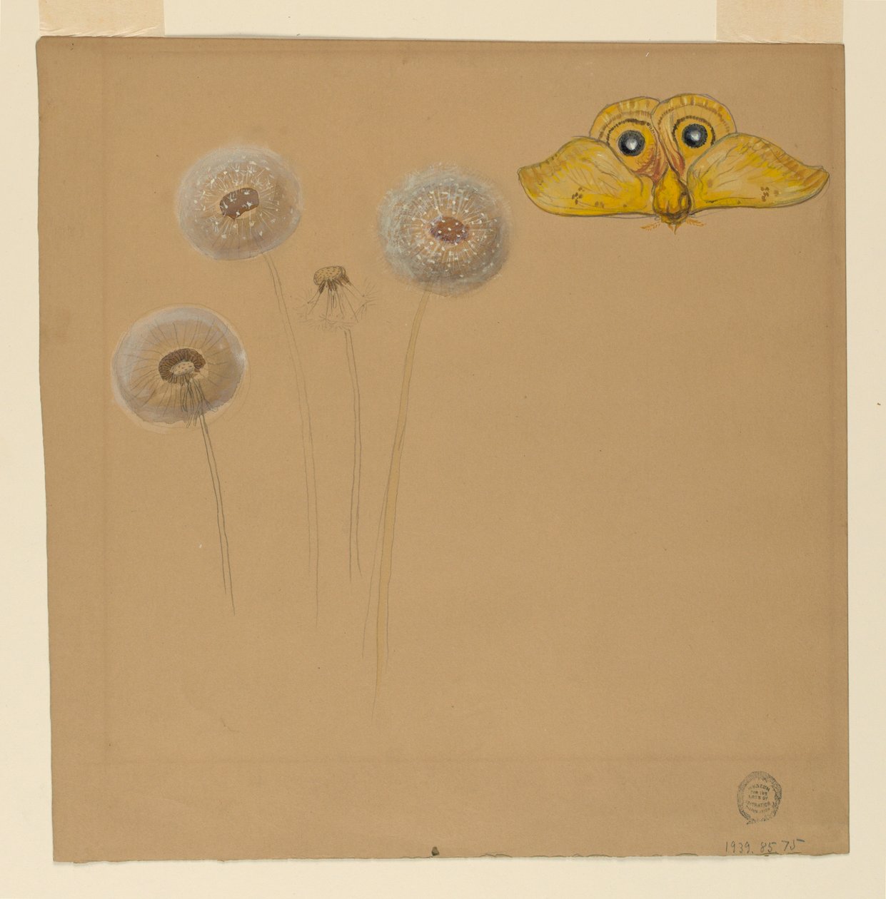 Dibujo, Estudio de margarita blanca, tallo de manzanilla con dos pétalos y un pétalo de manzanilla, 1875-90 de Samuel Colman