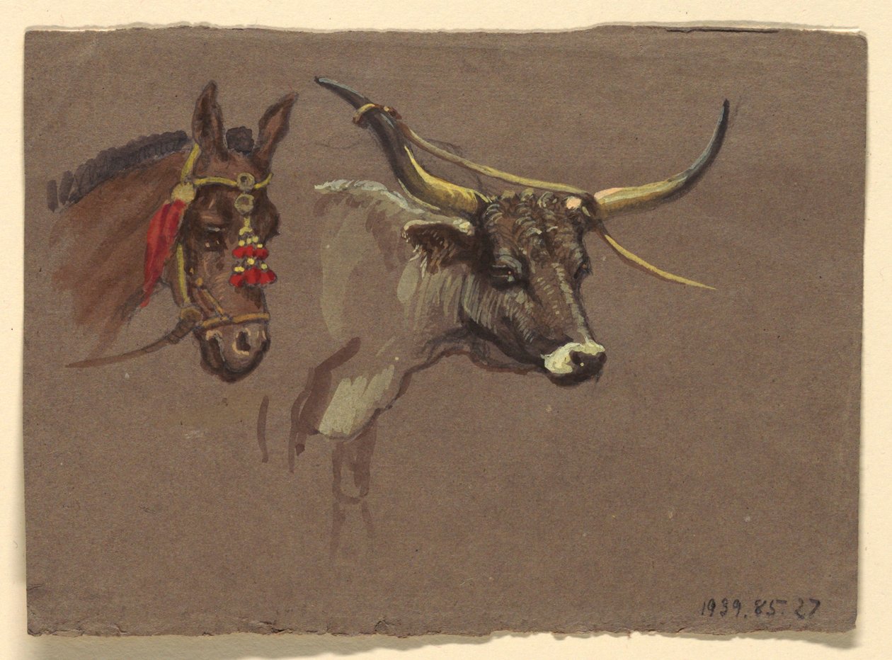 Cabeza de una mula con brida, cabeza de un búfalo o buey de Samuel Colman