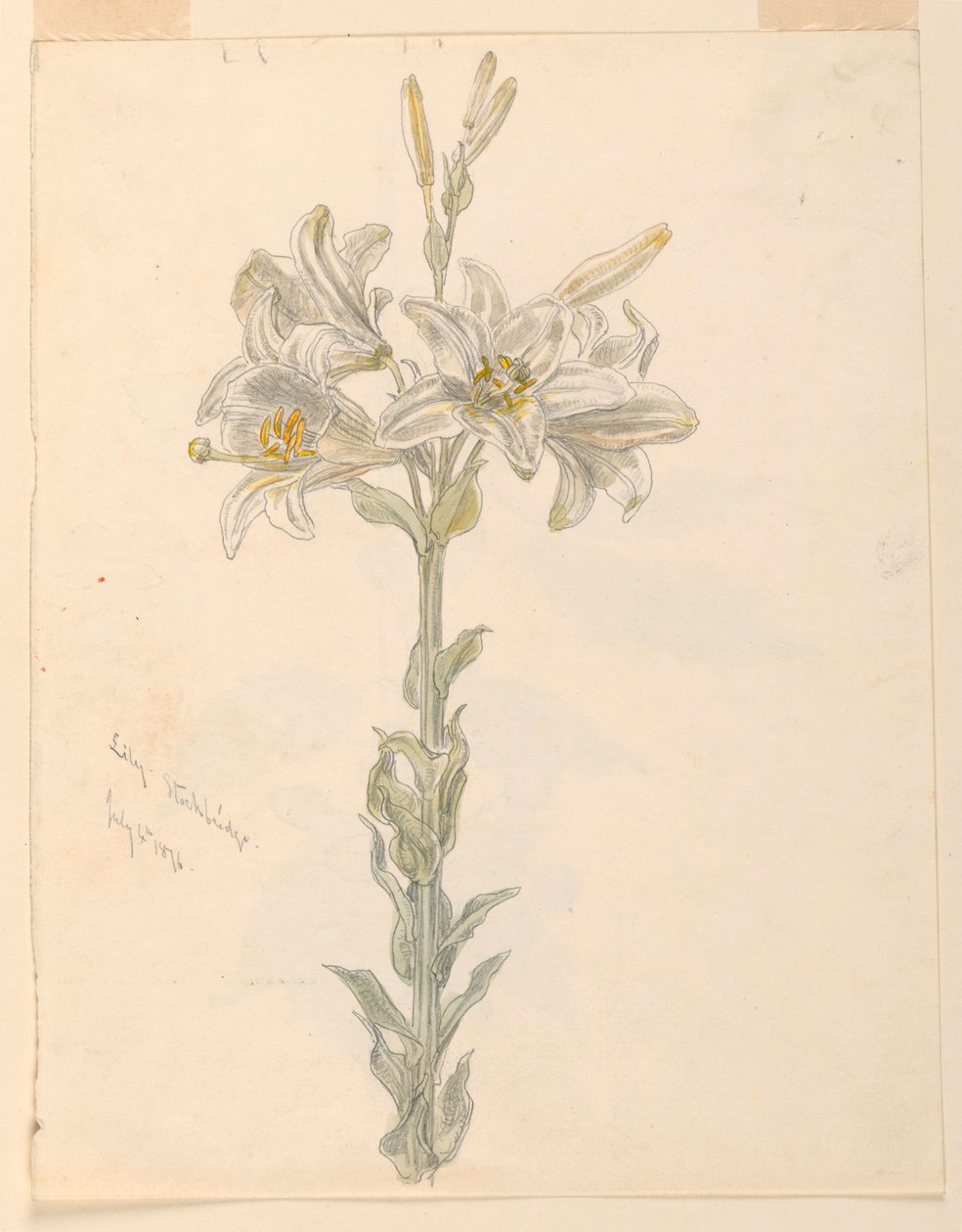 Lirio, Stockbridge de Samuel Colman