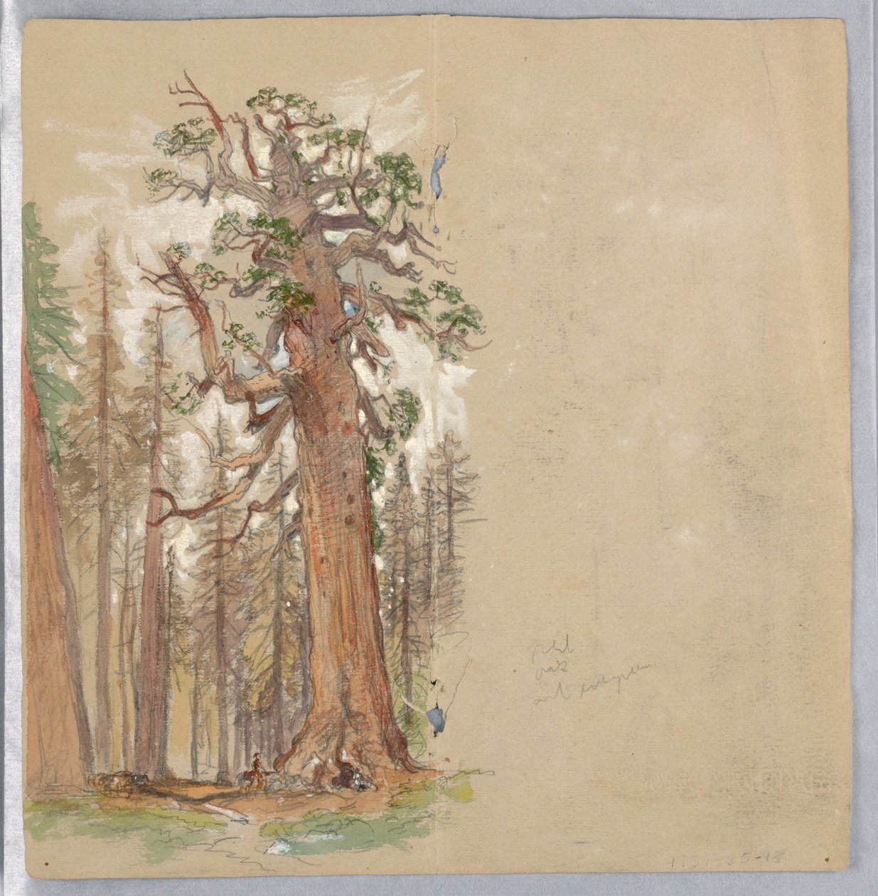 Roble y Siempreverde de Samuel Colman