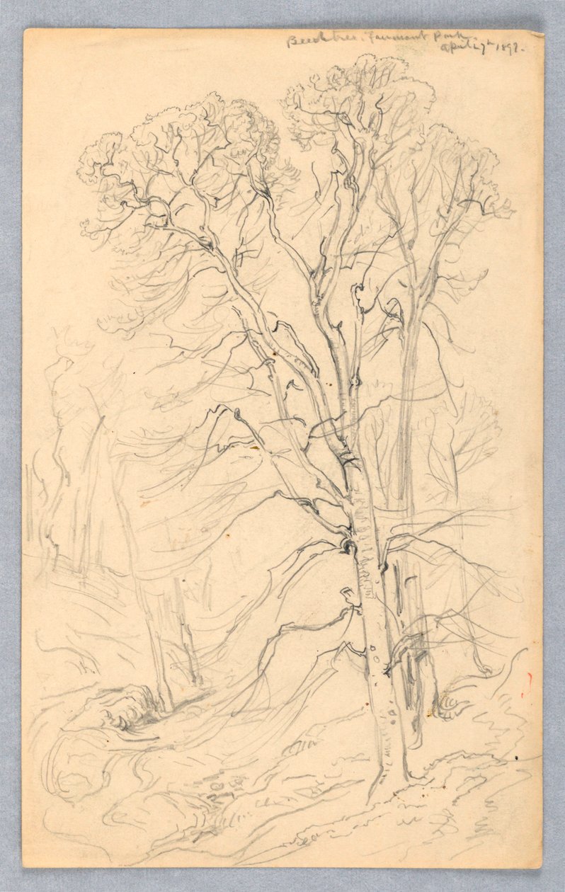 Bocetos de Árboles de Samuel Colman