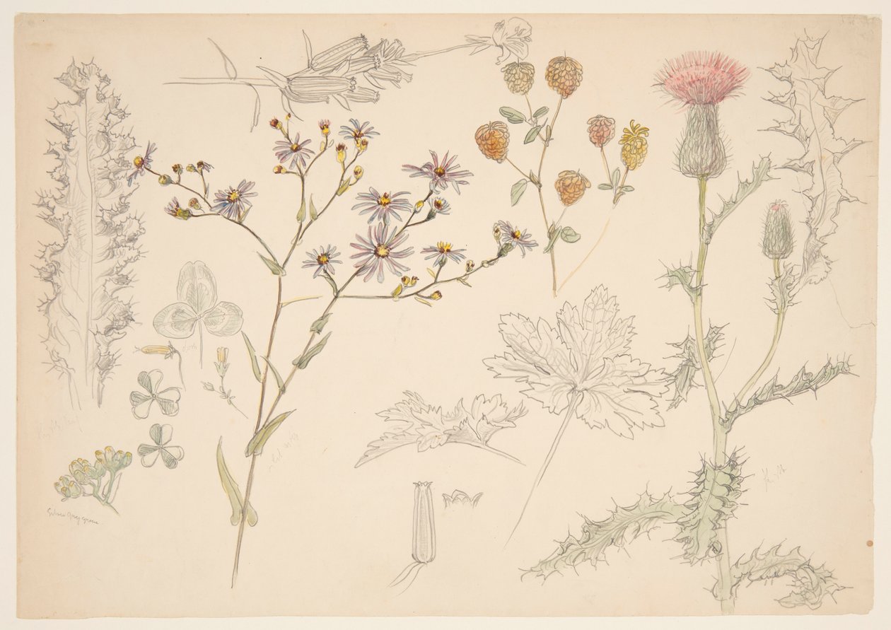Estudios de flores de pradera de Samuel Colman
