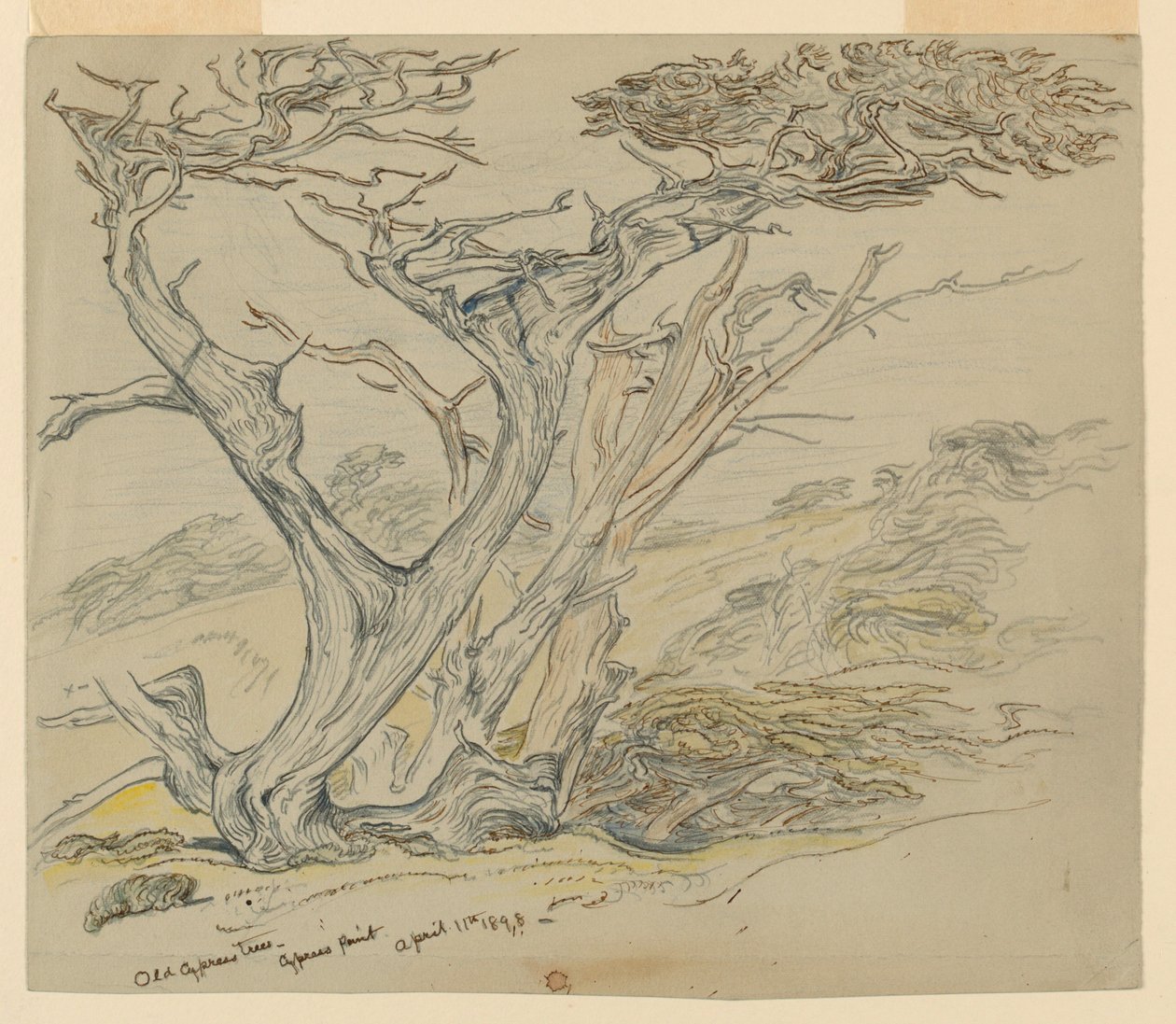 Estudio de viejos cipreses, Cypress Point de Samuel Colman