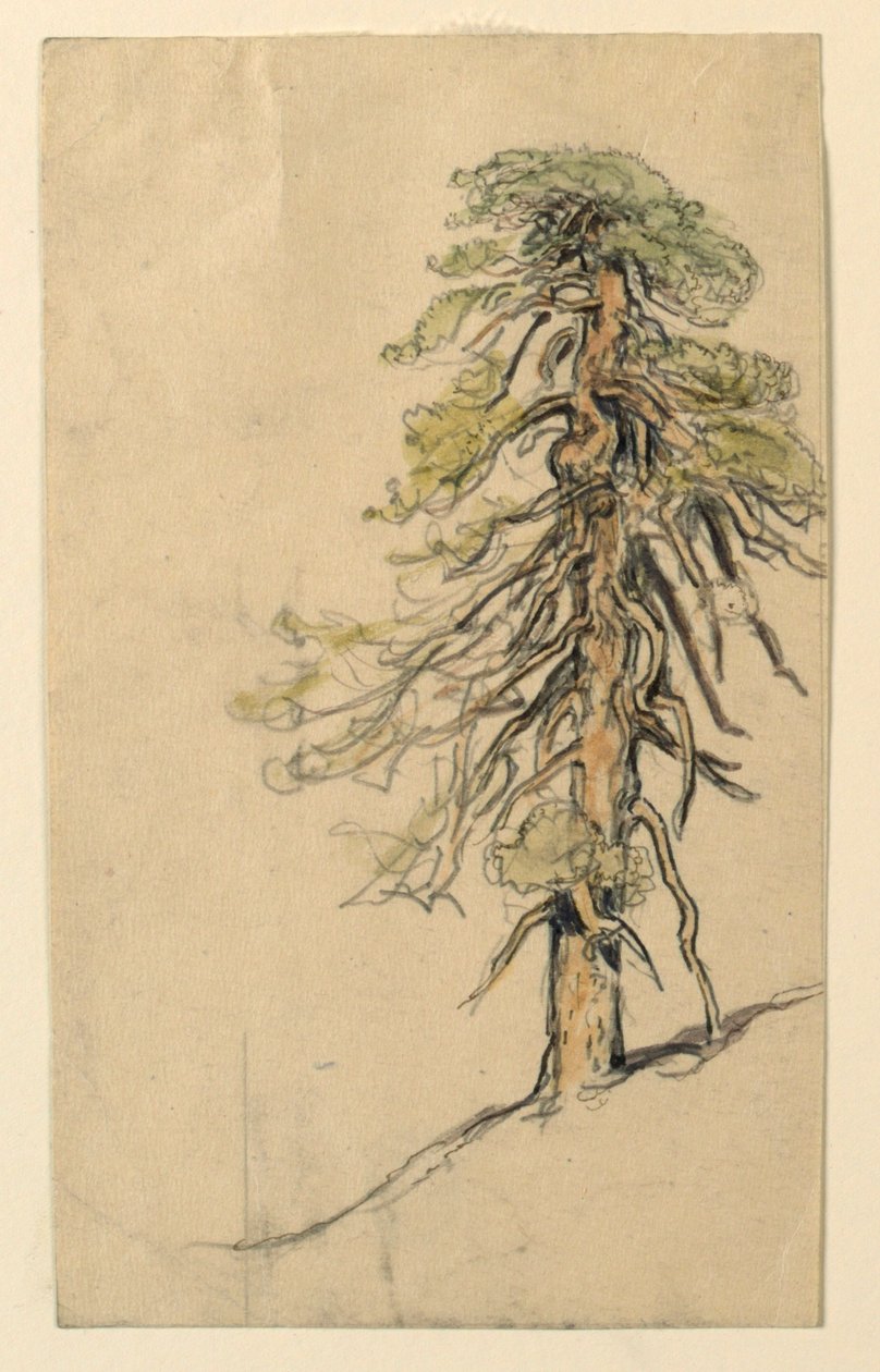 Estudio de un árbol en una ladera de Samuel Colman