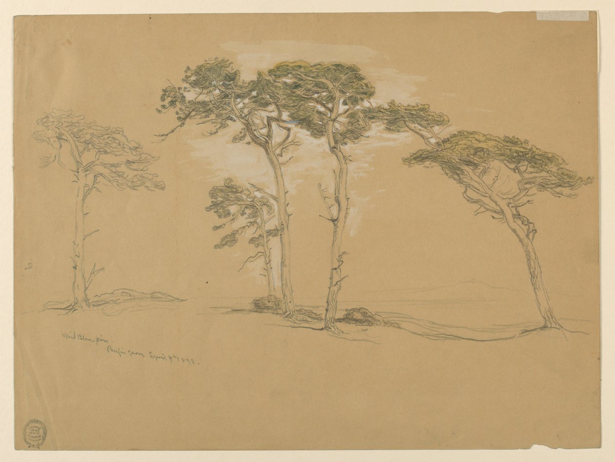 Pinos azotados por el viento, Pacific Grove. Reverso: Carretera de la costa del Pacífico a Point Sur. de Samuel Colman