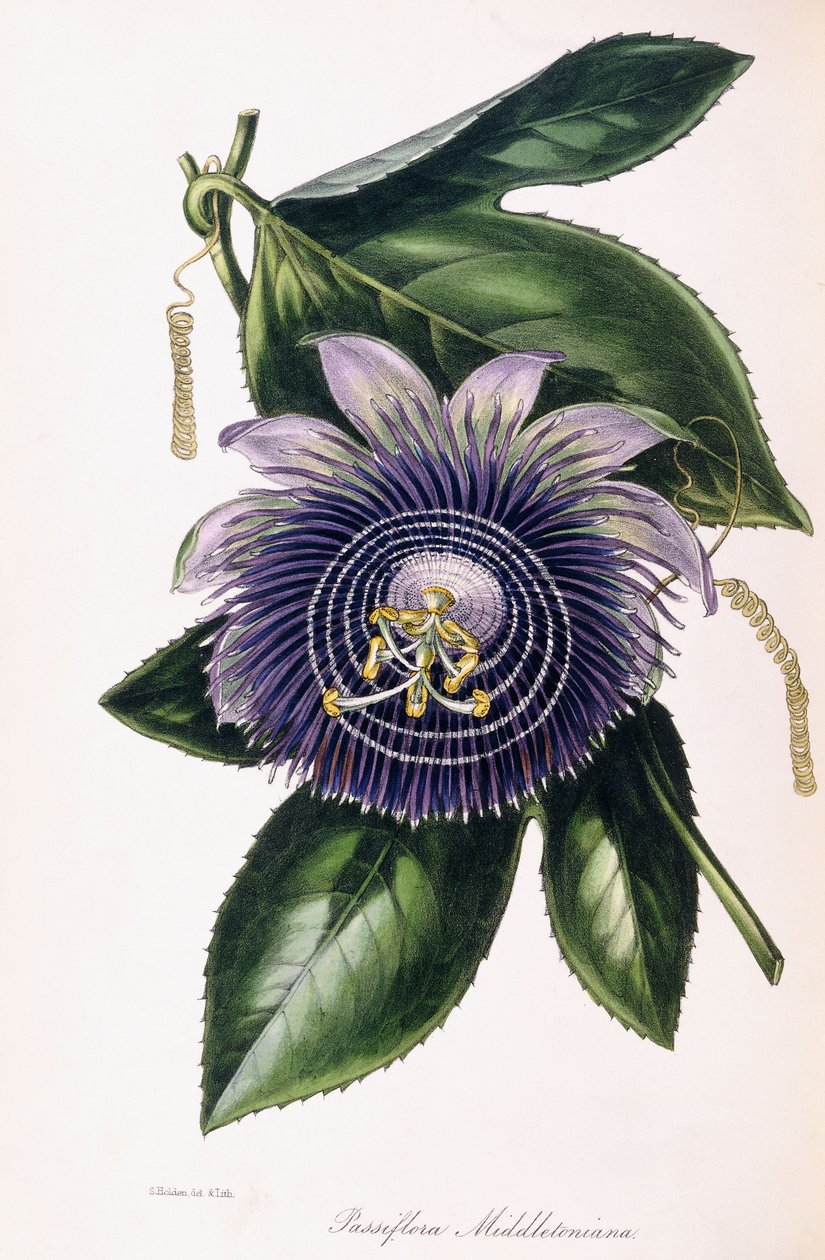 Passiflora Middletoniana, c.1834-1849 de Samuel Holden