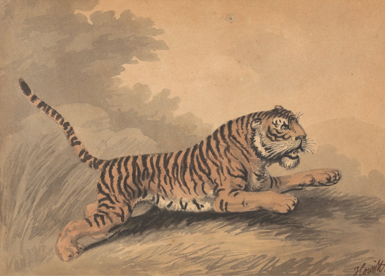 Eine Tigerin springt nach rechts de Samuel Howitt
