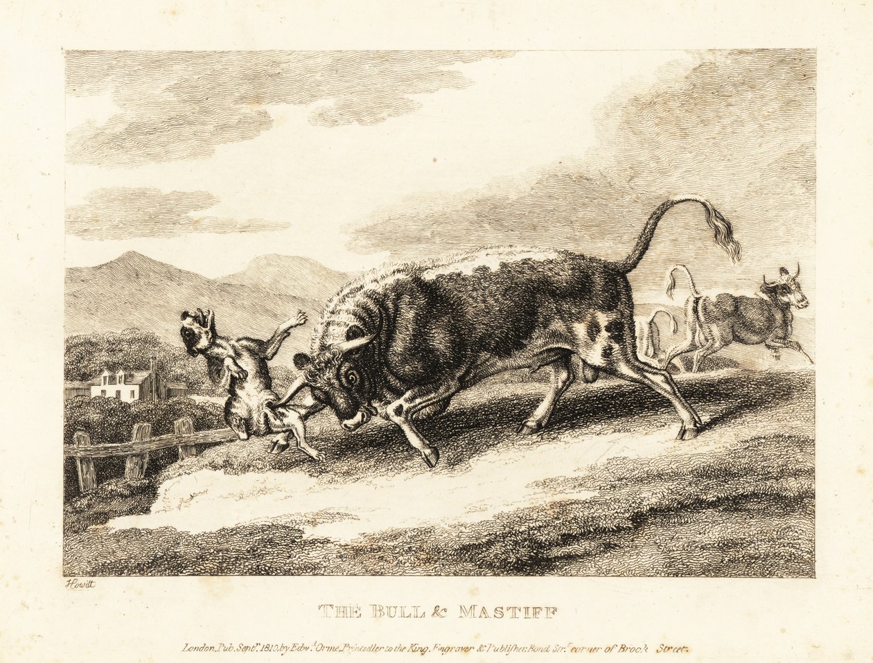Un toro mata a un perro en un campo. 1811 (grabado) de Samuel Howitt
