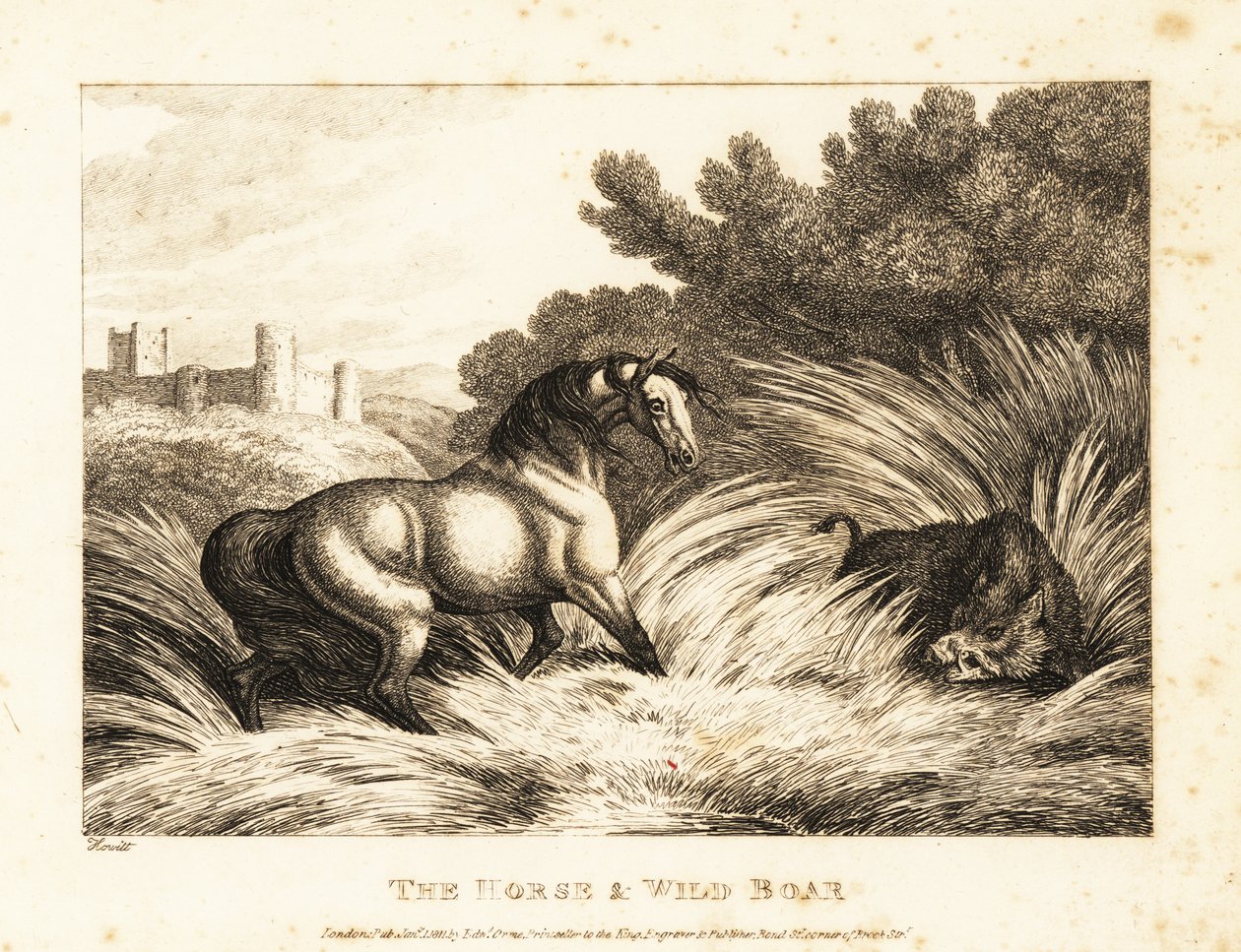 Un caballo y un jabalí se enfrentan en un pasto. 1811 (grabado) de Samuel Howitt