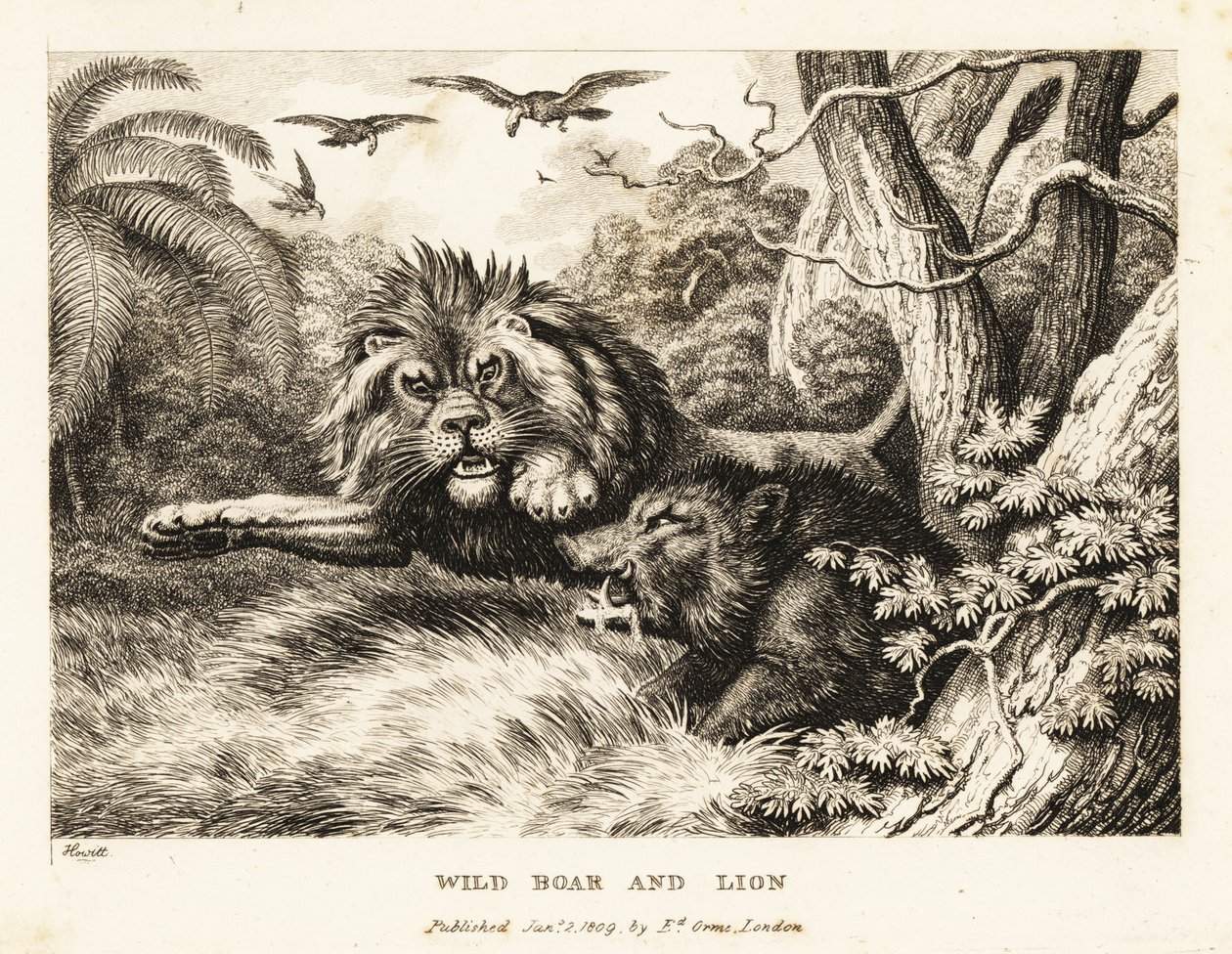 Un león y un jabalí se pelean mientras los buitres circulan por encima. 1811 (grabado) de Samuel Howitt