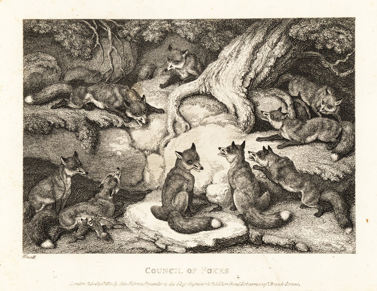 Una manada de zorros reunida en un bosque. 1811 (grabado) de Samuel Howitt
