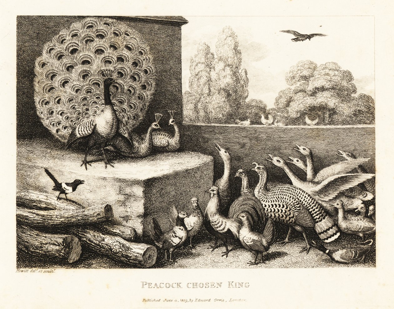 Un pavo real elegido rey de las aves de la granja. 1811 (grabado) de Samuel Howitt