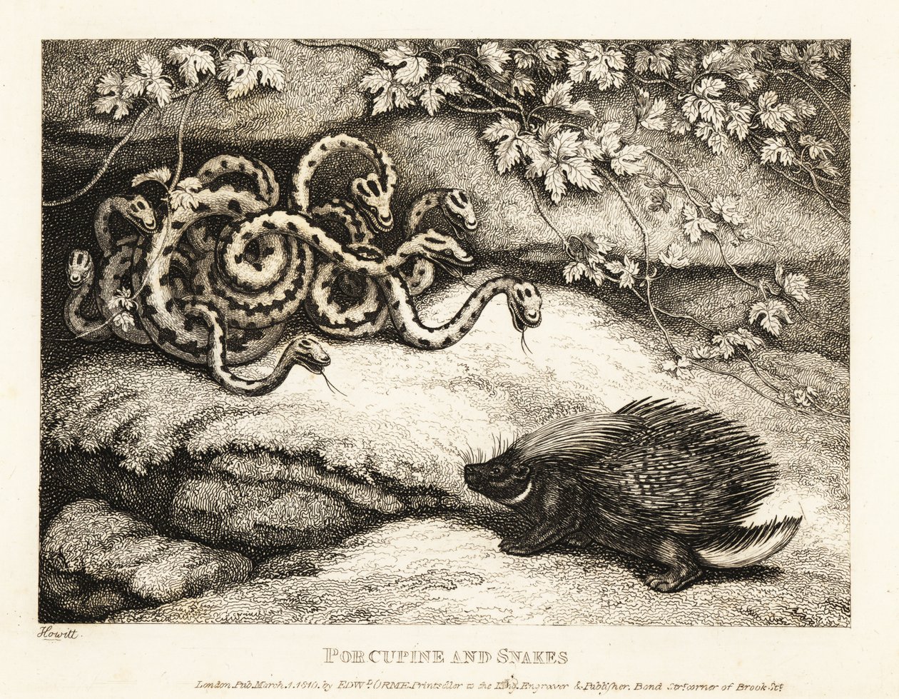 Las afiladas púas de un puercoespín expulsan un nido de serpientes de una cueva 1811 (grabado) de Samuel Howitt
