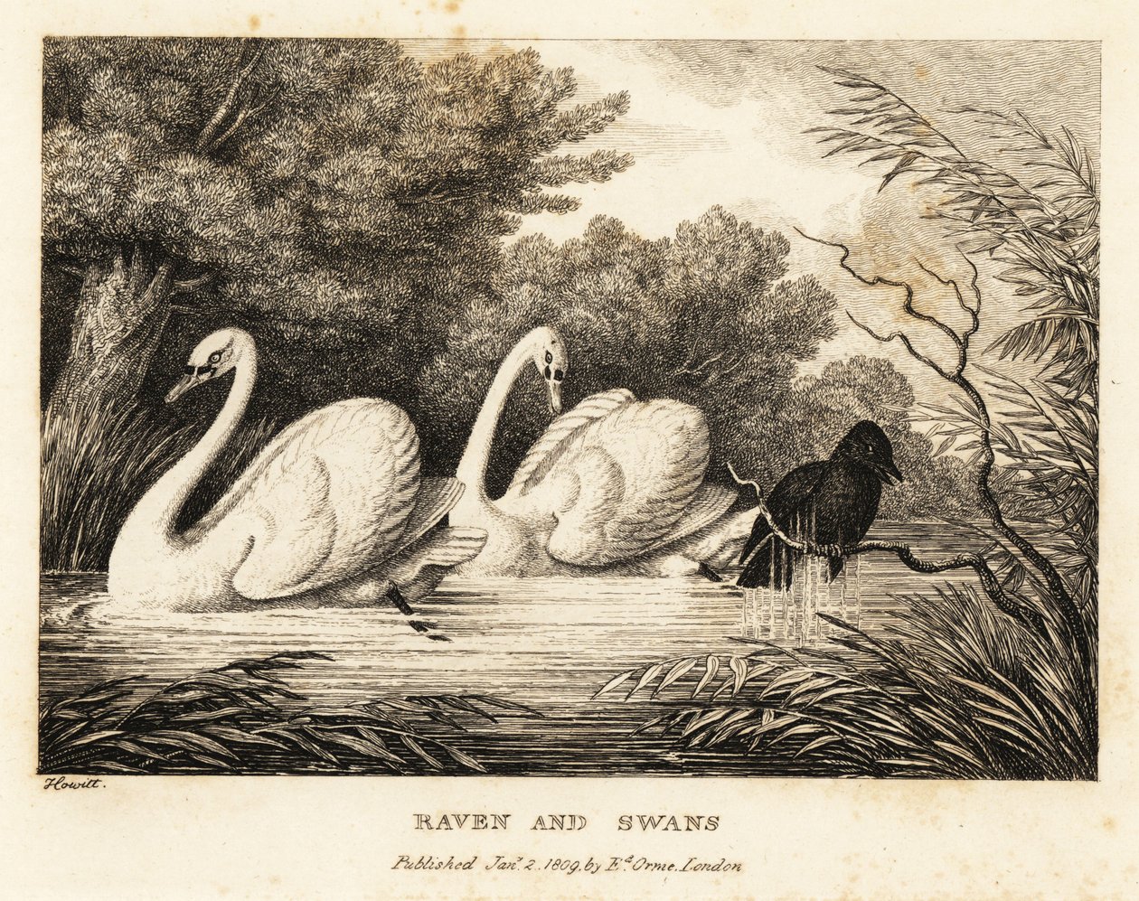 Un cuervo intenta lavarse para parecerse más a los cisnes blancos. 1811 (grabado) de Samuel Howitt