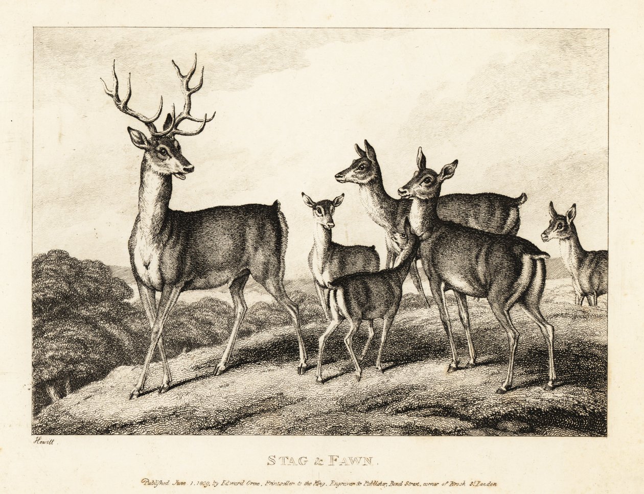 Un ciervo con ciervas y cervatillos. Ciervo y cervatillo. 1811 (grabado) de Samuel Howitt