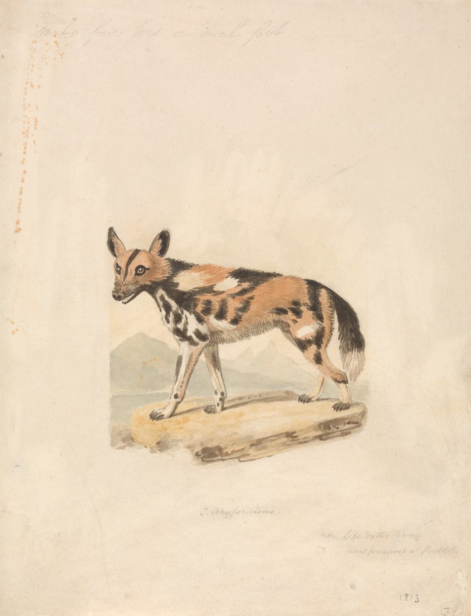 Perro abisinio de Samuel Howitt