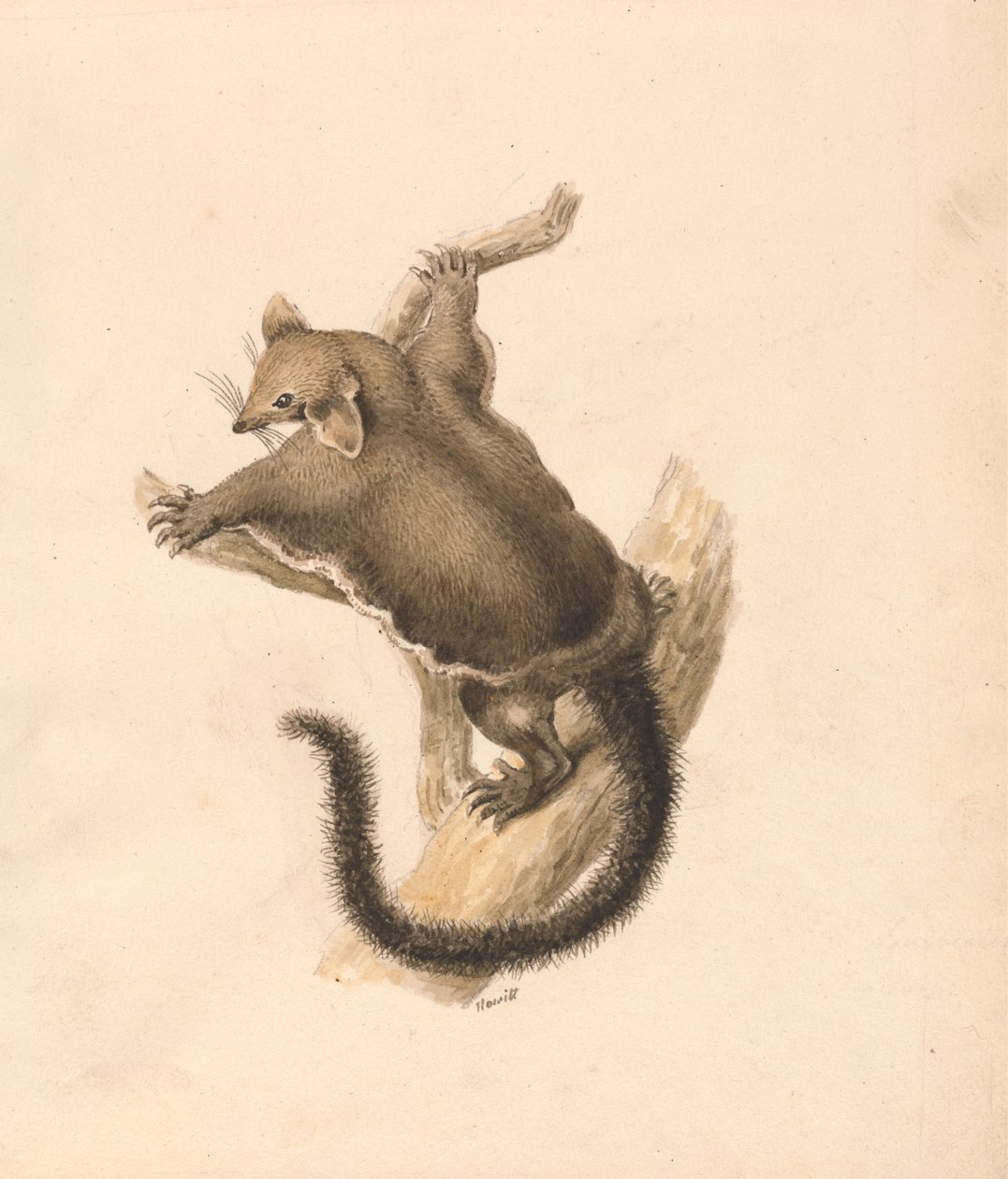 Ardilla voladora de Samuel Howitt