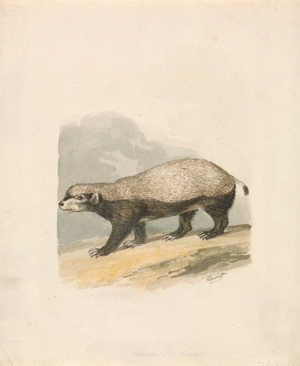 Honey-Badger de Samuel Howitt