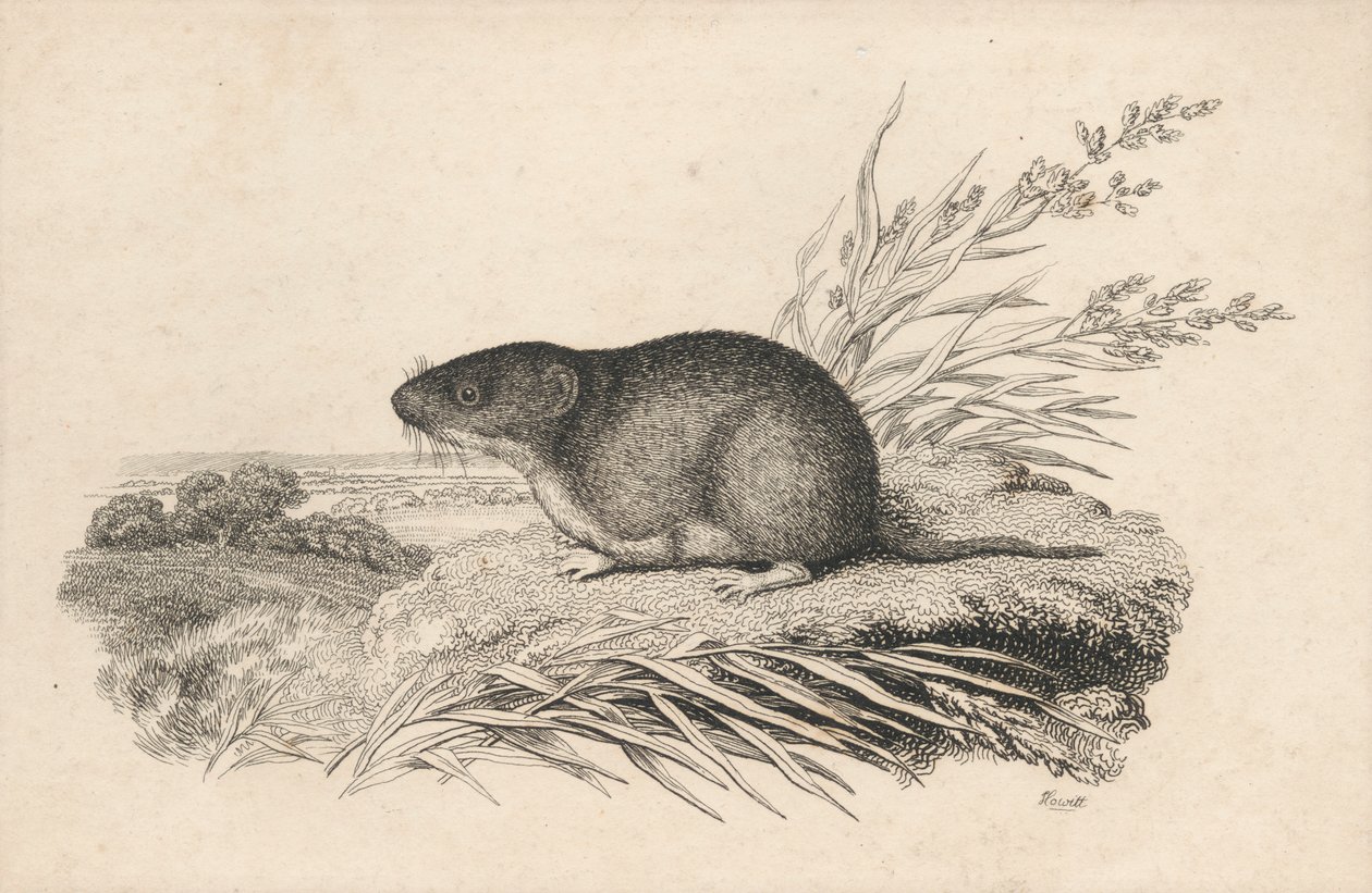 Rata almizclera de Samuel Howitt