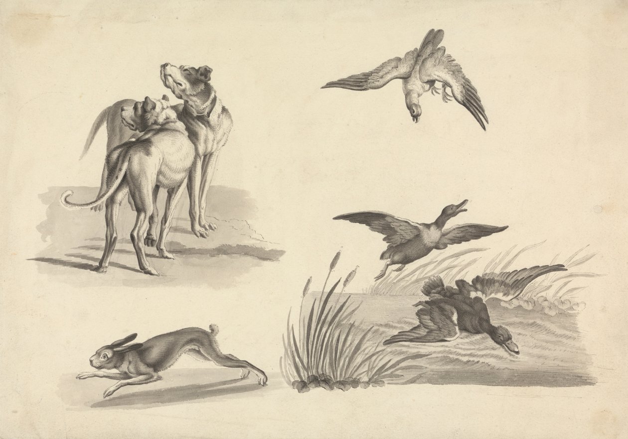 Hoja de Estudios de Lebreles, Liebres, Halcones y Patos de Samuel Howitt