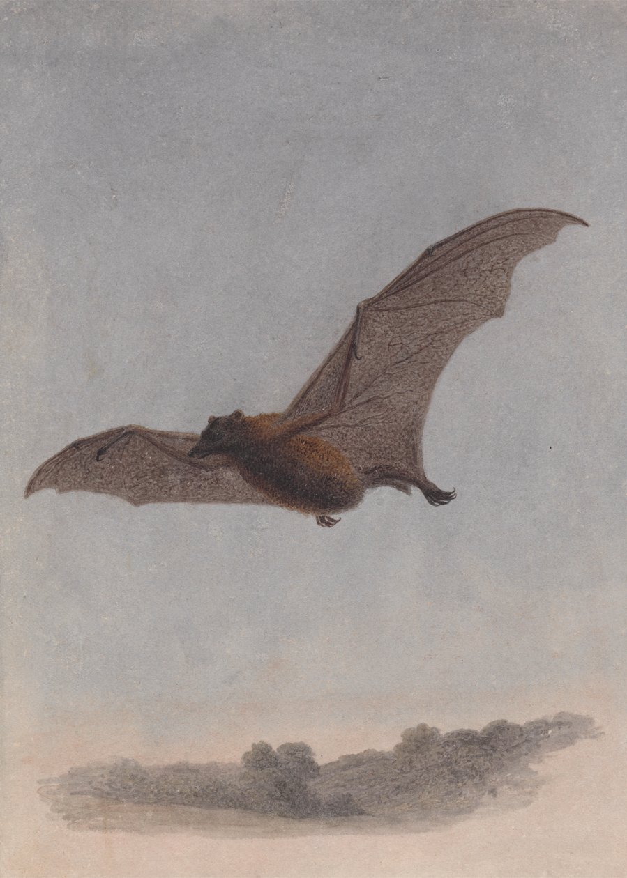 Estudio de un murciélago vampiro de Samuel Howitt