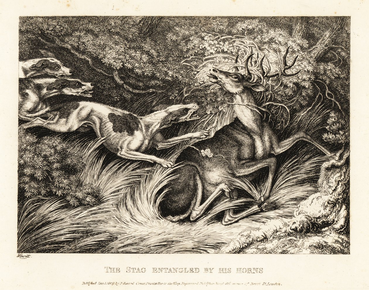 Tres sabuesos atacan a un ciervo atrapado por su cornamenta. 1811 (grabado) de Samuel Howitt