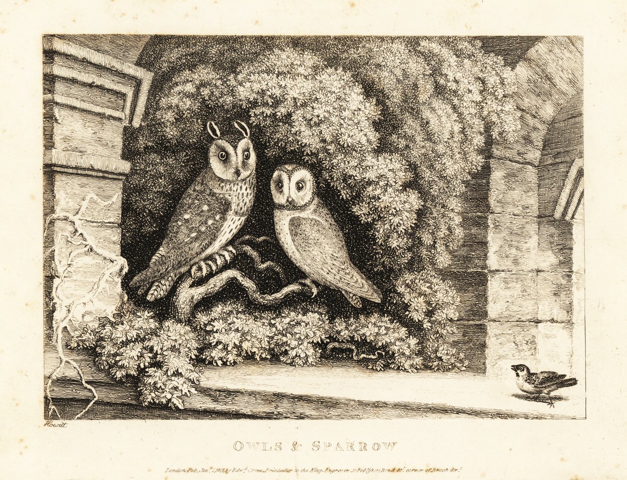 Dos búhos y un gorrión. 1811 (grabado) de Samuel Howitt