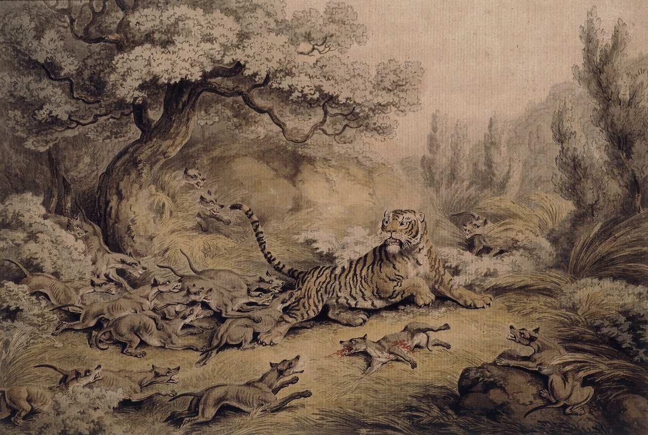 Perros salvajes atacando a un tigre de Samuel Howitt