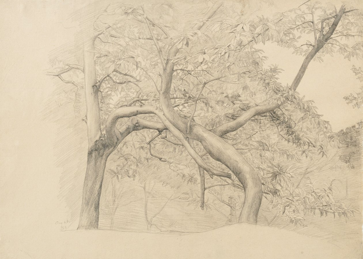Matorral de árboles en follaje, 1884 de Samuel Isham