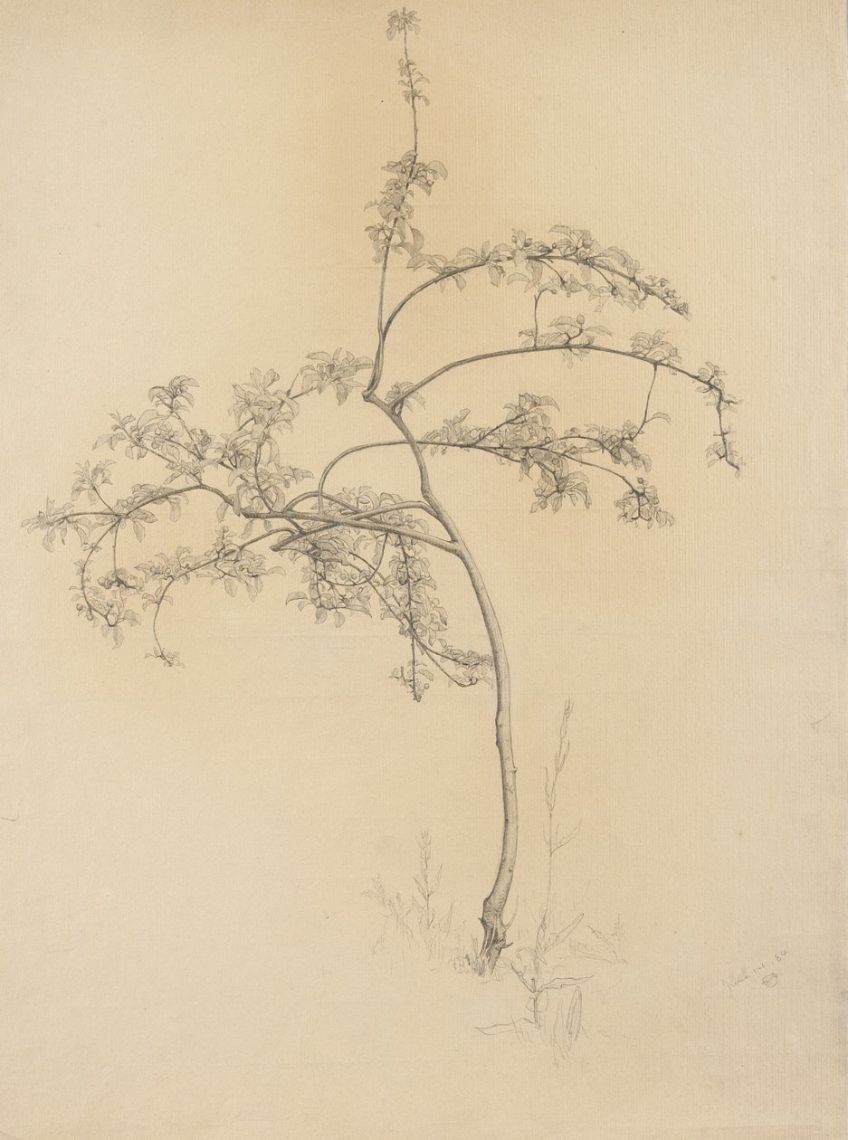 Árbol en flor, 1884 de Samuel Isham