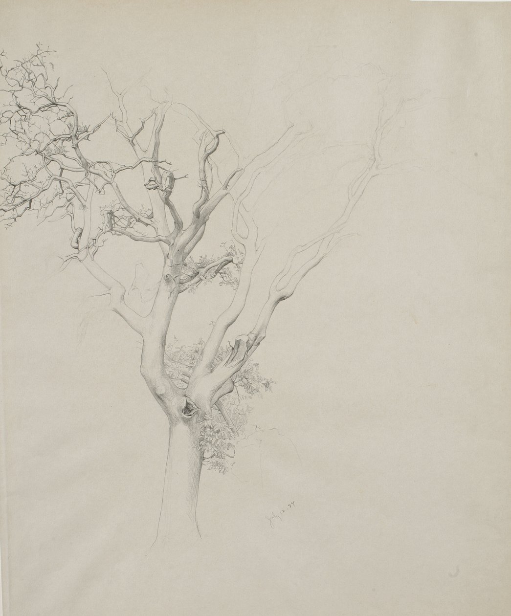 Estudio de árbol, 1884 de Samuel Isham