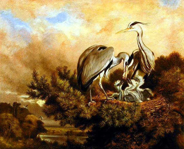 Garza alimentando a sus crías en un pino de Samuel John Carter