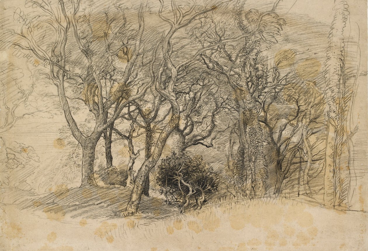 Estudio de árboles, Clovelly Park, 1834 de Samuel Palmer