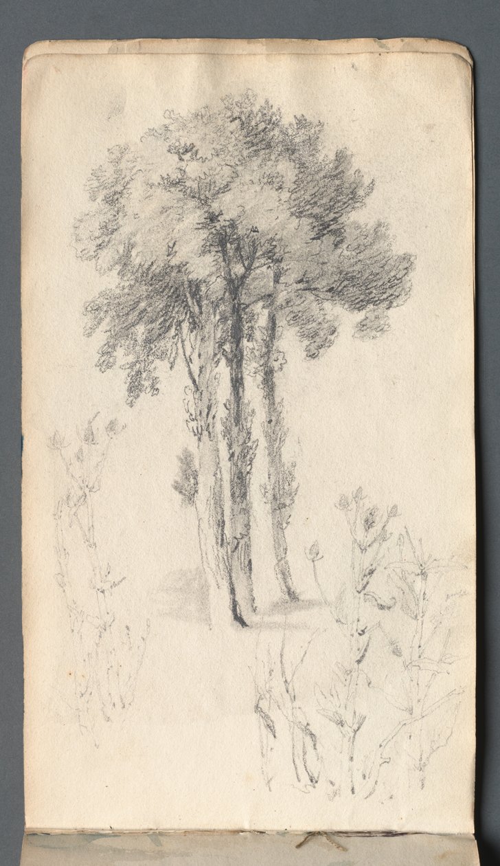 Cuaderno de bocetos: Estudio de árbol, 1814 de Samuel Prout