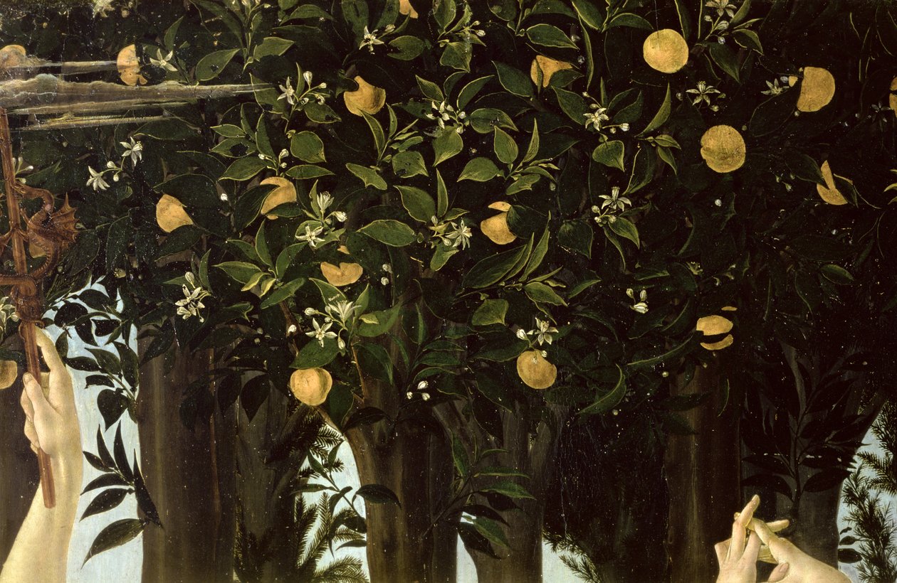 Primavera, detalle del naranjo de Sandro Botticelli