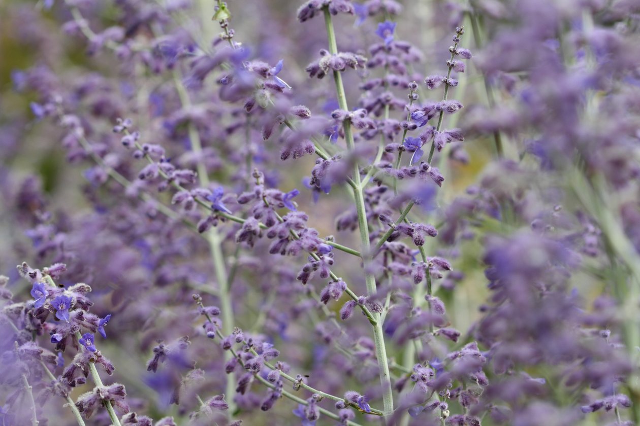 Lavanda de Garsington, 2009 de Sarah OToole