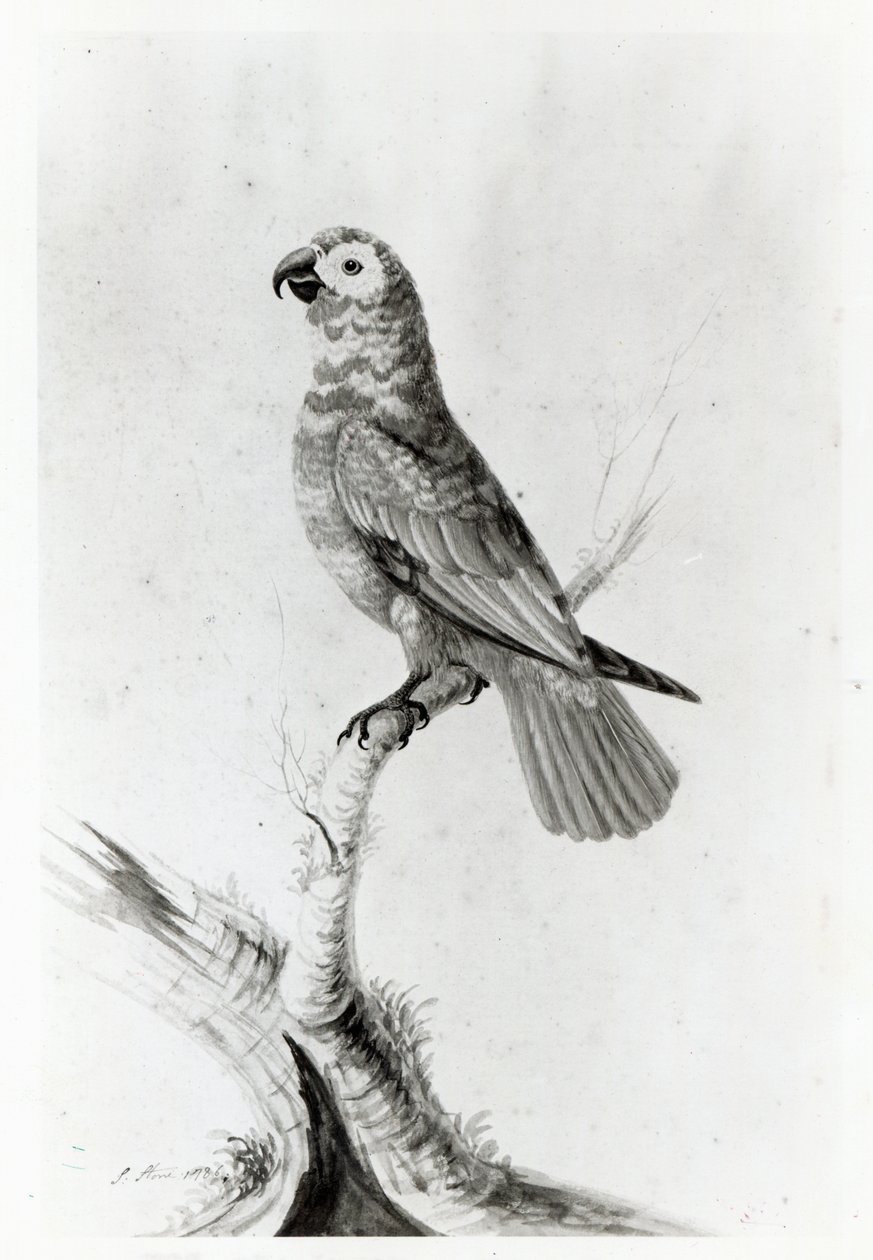 Un Loro, 1786 de Sarah Stone