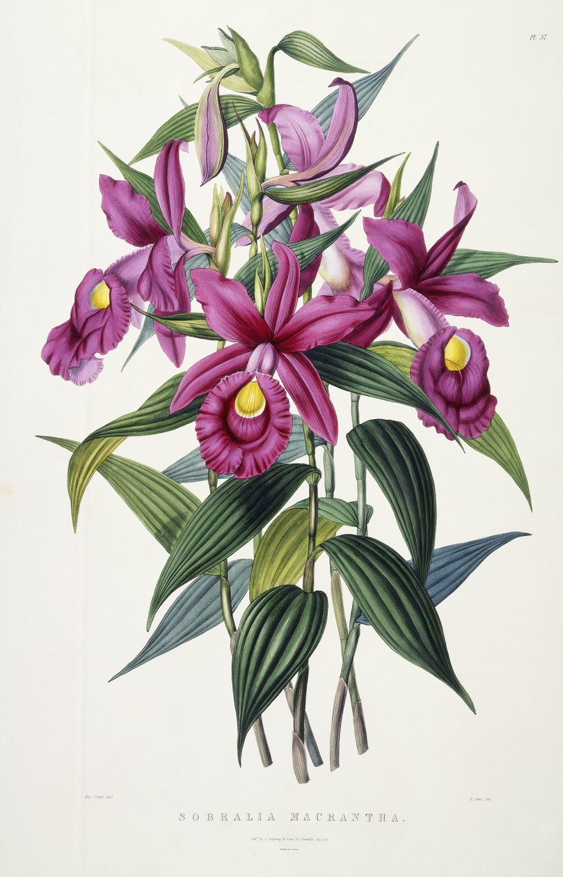 Sobralia Macrantha de Miss Drake
