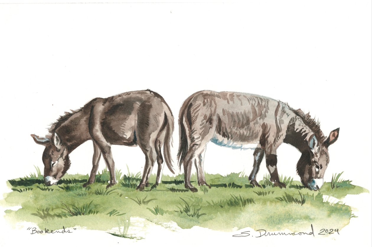 Sujetalibros, 2024 (Acuarela sobre papel) de Sarah Drummond