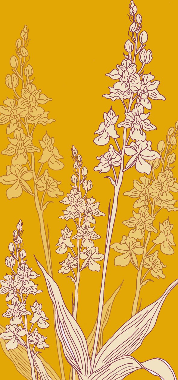Orquídea araña, 2017 de Sarah Hough