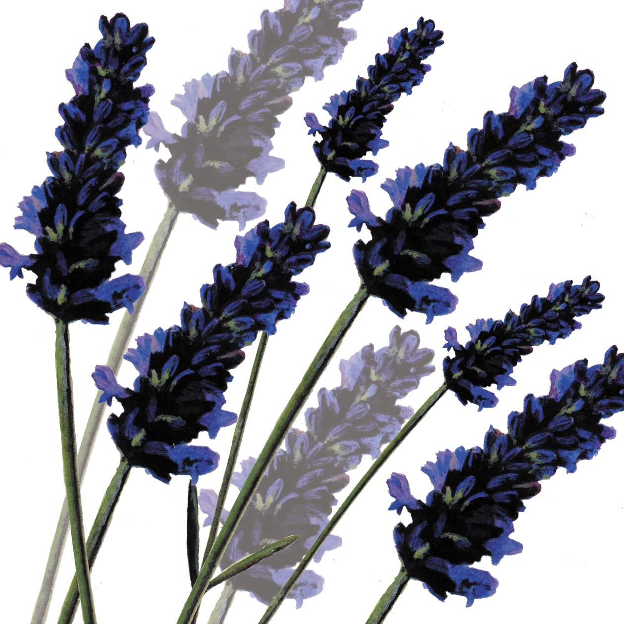 Lavanda dulce, 2004 de Sarah Hough